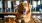 a dog sitting at a table with a glass of beer